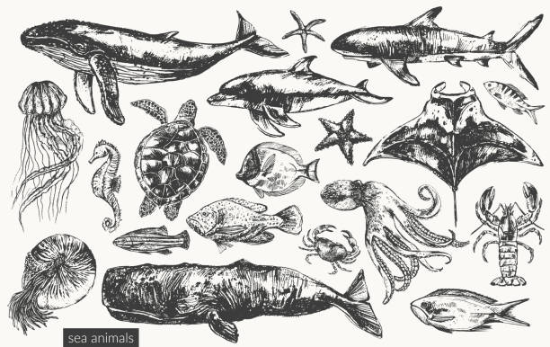 illustrations, cliparts, dessins animés et icônes de illustration d’animaux marins vecteurs - gravure surf
