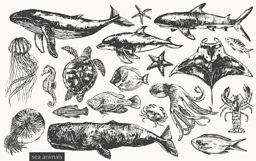 Vector sea animals illustration set. Black ink sketch of whale, dolphin, shark, octopus, crab, lobster, sea horse, sea turtle, jellyfish, starfish, manta ray, nautilus, coral fish. Wild life ocean creature drawing.