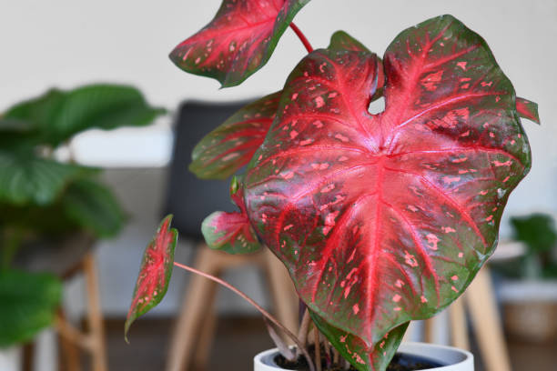 istock Leaf of exotic Caladium Red Flash houseplant 1500300747