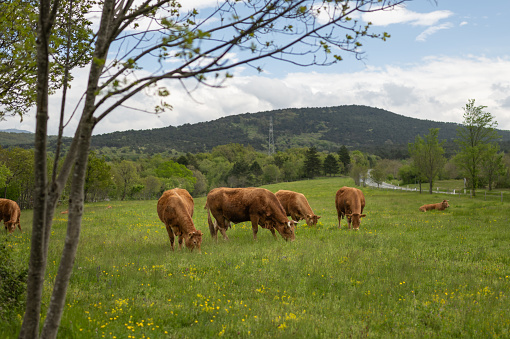 The cows and the bull graze on the karst pasture in a clean environment in the fresh air