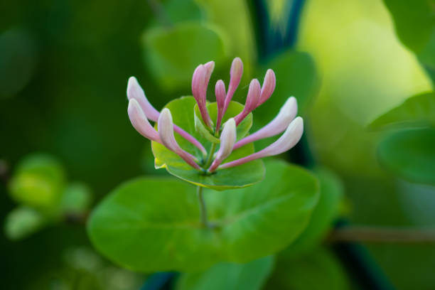 istock An unblown jasmine flower on a blurred background. 1500302179