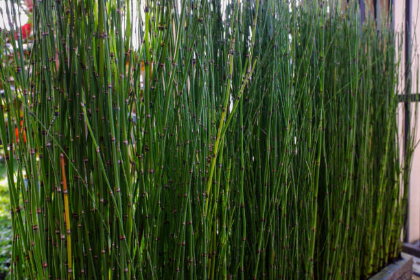 Equisetum hyemale plant a mud-growing Equisetum hyemale plant, is a herbaceous perennial vascular plant in the horsetail family Equisetaceae. It is native throughout the Holarctic Kingdom, found in North America, Europe, and North Asia. horsetail bamboo stock pictures, royalty-free photos & images