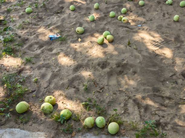 istock Some green mangoes on the sand. 1500302432