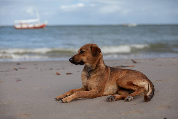 istock Dog relaxing at the beach 1500306127