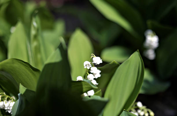istock Lily of the Valley 1500307970