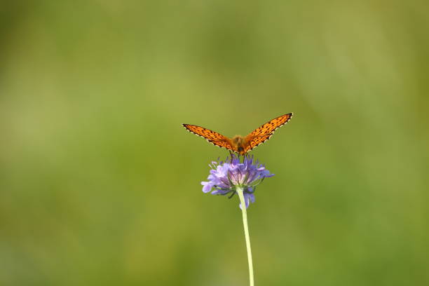 Butterfly on meadow violet flower stock photo