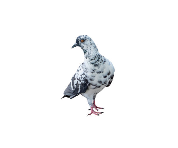 istock Single wild pigeon standing isolated on white background with clipping path 1500309850