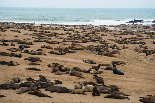 Photo of the Cape Cross Seal colony in Namíbia, África.