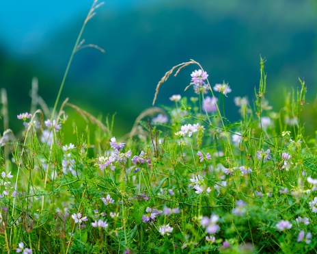 Spring flowers