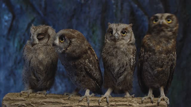 Adorable baby owls with big eyes are sitting on a branch, wild birds, 4k