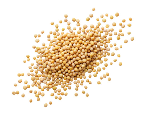 istock Heap of mustard grains scattered on white. Top view 1500312455
