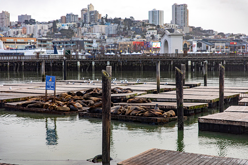 The pier of pier 39 with sea lions of the fisherman's harbor of the city of San Francisco, in the state of California in the USA. American Concept