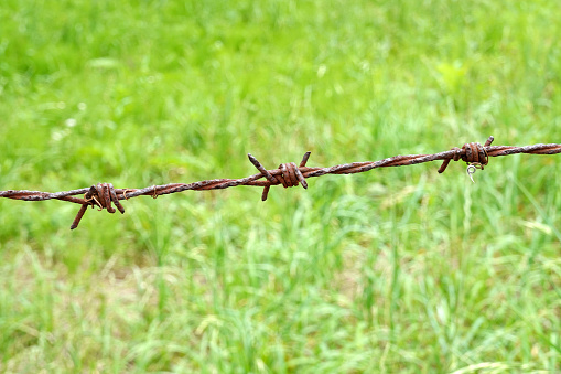 rusty barbed wire in the field