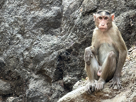 Rhesus macaques (Macaca mulatta) are intelligent, omnivorous Asian, Old World monkeys that are considered to be sacred within the Hindu religion. Therefore, macaques have adapted to living within human communities, often out of necessity due to cities encroaching upon their habitat. Unfortunately, these monkeys have become a problem in the cities as they tend to run amok stealing peoples phones and lunches during the day and damaging property at night.