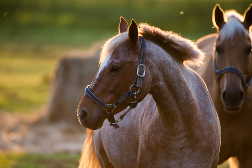 Beautiful horse at sunrise