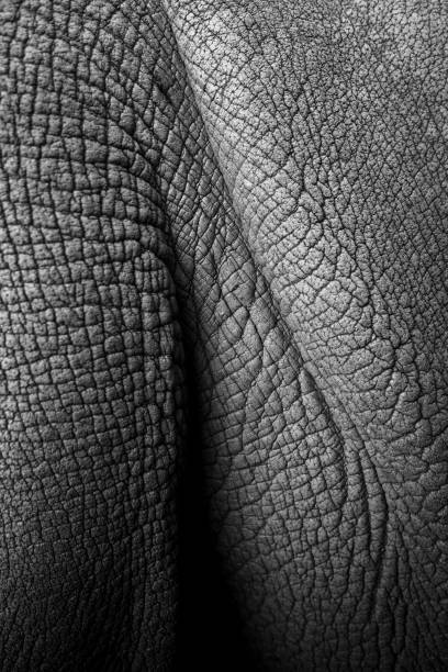 Close up Monochrome shot of a rhinos skin.