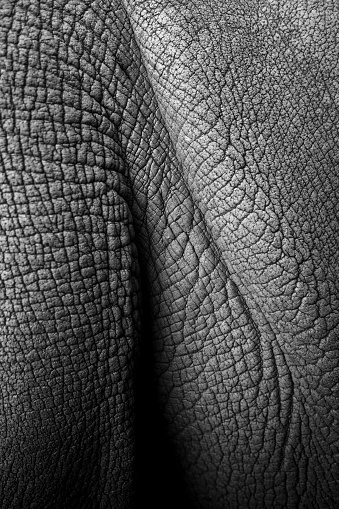 Close up Monochrome shot of a rhinos skin.