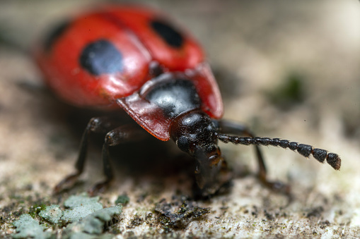 Ladybug checking eggs, also there is a larvae.