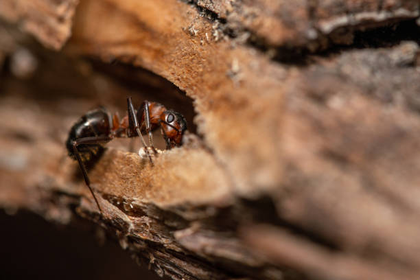 istock Wood ant in the forest extremely close-up shot 1500315641