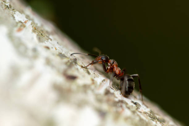 istock Black ant on the birch tree, extreme close-up 1500315957