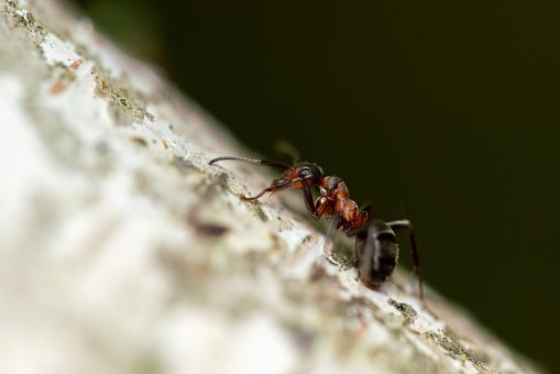 Black ant on the birch tree, extreme close-up