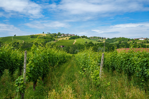 Hills of Oltrepo Pavese, Pavia province, Lombardy, Italy, at springtime. Vineyards