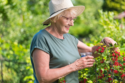Side view of senior woman wearing straw hat picking red currant in garden, standing against green plants.