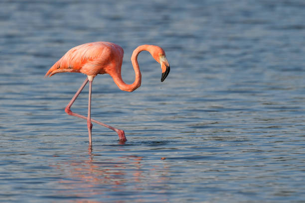 istock Caribbean flamingo (Phoenicopterus ruber) 1500318749