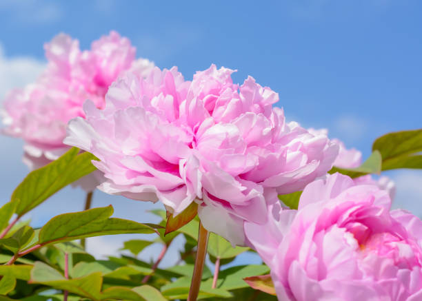 istock Pink peony flower on blurred background with blue sky 1500319279