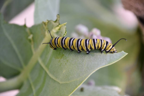 istock Stunning Monarch Caterpillar on a Milkweed Leaf 1500319536