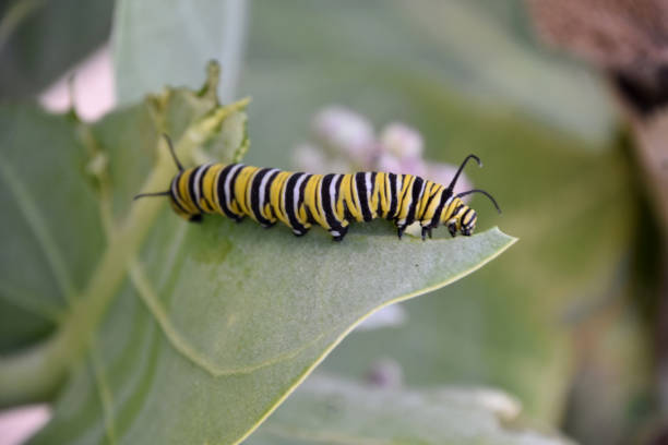 istock Striped Monarch Caterpillar on a Milkweed Leaf 1500319563