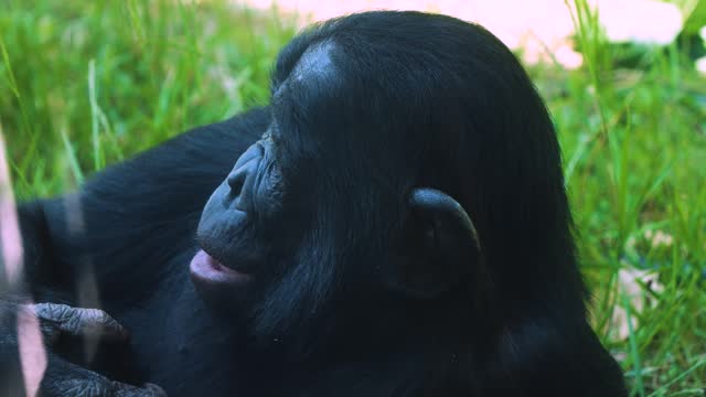 Close up of bonobo