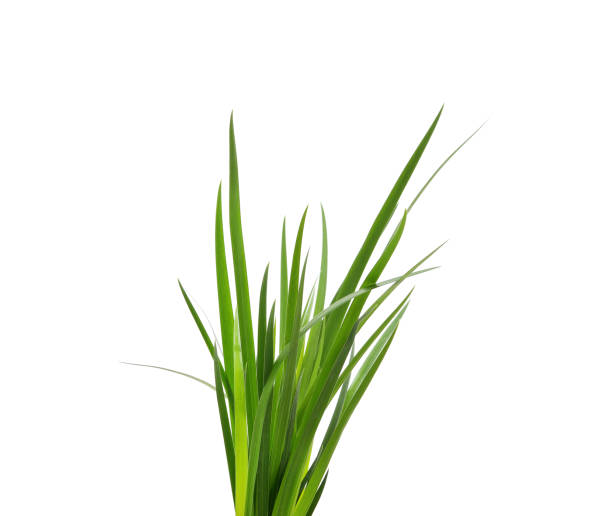 istock Bunch of green grass. 1500323712