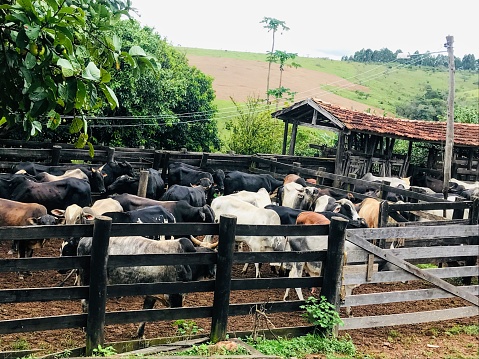 Corral with cattle