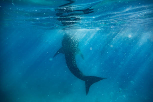 istock Immersive View of a Majestic Whale Shark (Rhincodon typus) in Its Native Environment. 1500326055