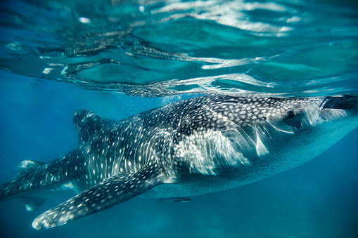 An actual whale shark captured in its natural habitat. The photo portrays the colossal whale shark calmly floating near the water surface, displaying its distinctively large mouth in an open position. The clear and pristine blue waters surrounding the whale shark provide a clear view of its intricate details and features.