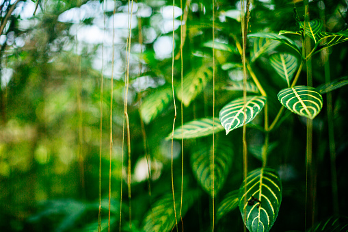 A tropical plant showcased on the right side of the frame, with its vibrant green leaves and distinct yellow-white veins drawing attention. The shallow depth of field creates a soft, blurred background on the left side, providing ample space for the placement of text or other design elements. Delicate vine-like shoots cascade down from the upper portion of the frame. The image presents an ideal layout for incorporating text or design elements alongside the captivating tropical plant, allowing for creative customization and enhancing the overall aesthetic appeal.