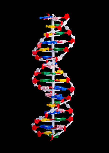 dna mountable structure over black background - mountable imagens e fotografias de stock