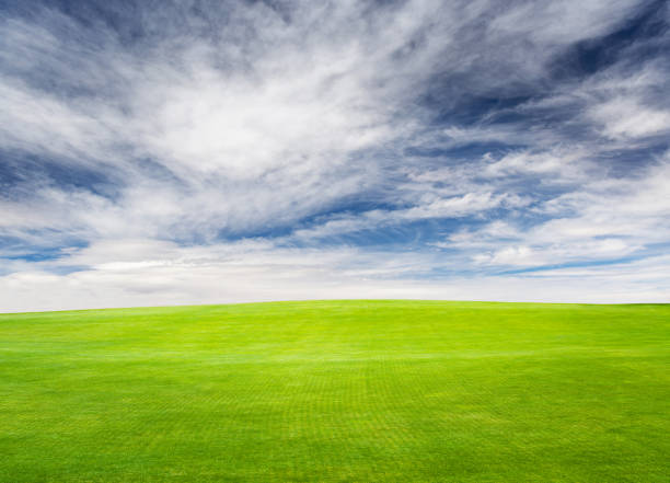 istock Landscape with green grass field under a blue sky 1500327799
