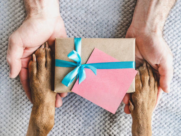 istock Dog paws, male hands and gift box 1500329971