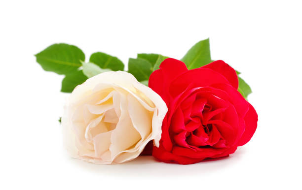 istock Beautiful white and red roses. 1500331816