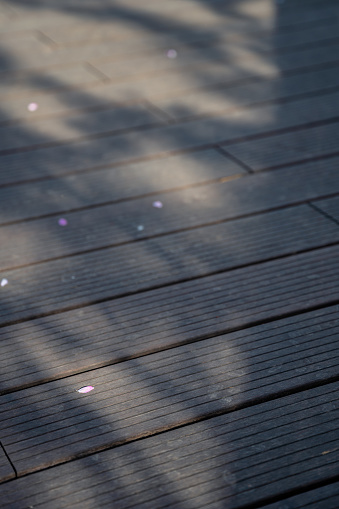 Cherry blossoms falling on a wooden board.