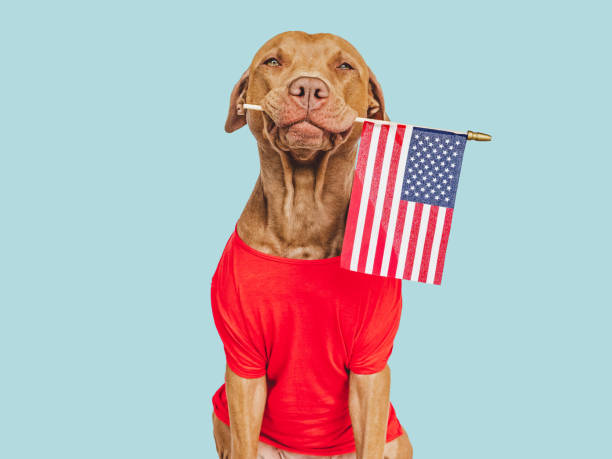 istock Charming, lovable brown puppy and American Flag 1500332129