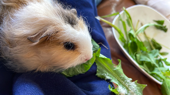 Stock photo showing close-up view of a fluffy, Swiss-Teddy crossed, tricoloured guinea pig (Cavia porcellus) sat on owner in domestic room.