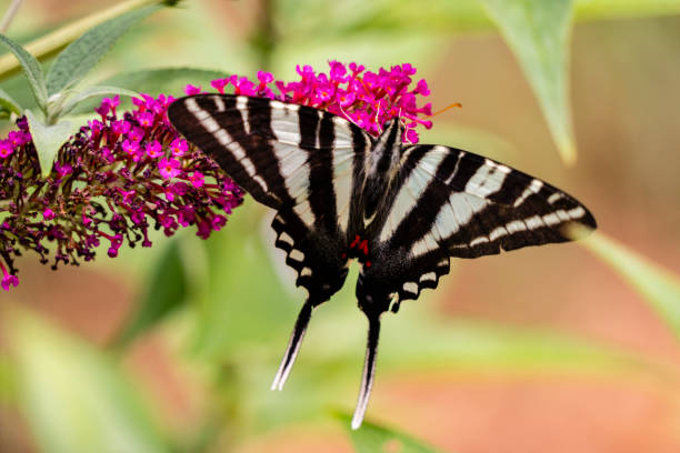istock Zebra swallowtail feeding on a butterfly bush 1500332631