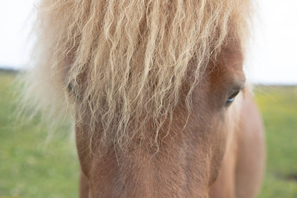 istock The beautiful little pony 1500332810