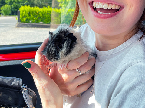 Stock photo showing close-up view of tricoloured (black, grey and white), long haired Abyssinian sow guinea pig being held by an attractive young woman whilst sat in a car.