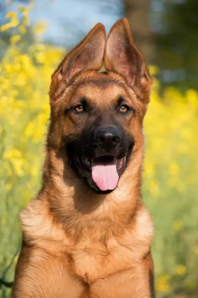 beautiful german shepherd head portrait of a puppy with funny ears in the yellow rape seed field