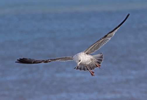 Herring Gull (Larus argentatus) second winter bird taking off from the sea

Eccles-on-Sea, Norfolk, UK.            November