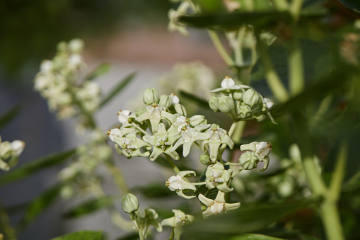 Close-up of white crown flower or giant Indian milkweed